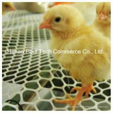 Chicken Farm verwenden Chick Floor